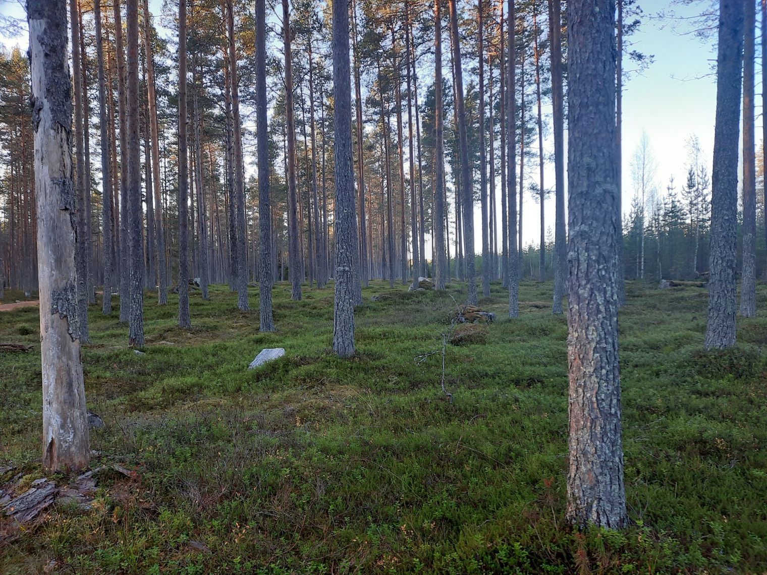 Skogen